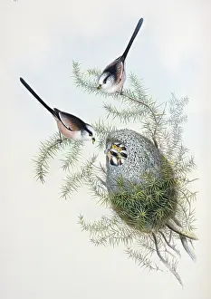 Long Tailed: Aegithalos caudatus, long-tailed tit