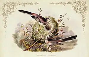 Gems: Aegithalos caudatus, long-tailed tit