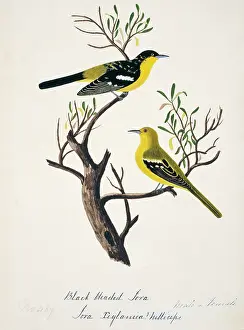 Bushby: Aegithina tiphia, common iora