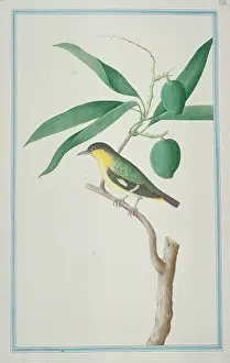 1722 C: Aegithina tiphia, common iora