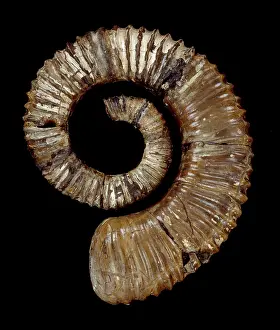 Ribbing: Aegocrioceras quadratus, ammonite