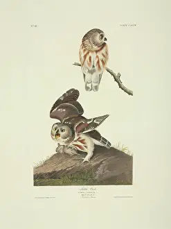Strigiformes: Aegolius acadicus, northern saw-whet owl