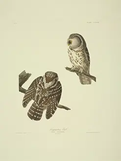 Strigiformes: Aegolius funereus, Tengmalm's owl