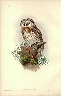 Strigiformes: Aegolius funereus, Tengmalm's owl