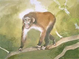 1914 1987: Aegyptopithecus zeuxis