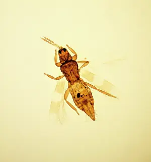 Aeolothrips sp. banded thrips