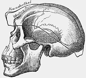 Aeon: aeon / prehistory, prehistoric men, skull of