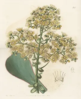 Succulent: Aeonium undulatum
