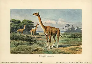 Tiere: Aepycamelus, an extinct genus of camelid which