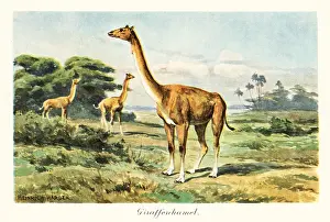 Tiere Der Urwelt: Aepycamelus, extinct genus of camelids, Miocene