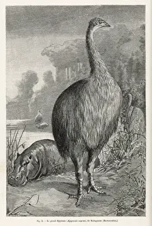 Aepyornis: Aepyornis Ingens - Moa