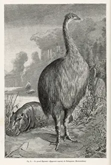 Aepyornis: Aepyornis Ingens - Moa