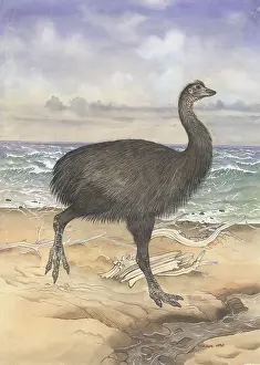 1914 1987: Aepyornis maximus, elephant bird