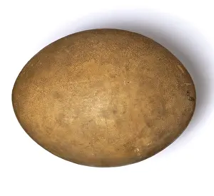 Aepyornis: Aepyornis maximus, elephant bird egg