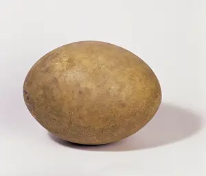 Aepyornis: Aepyornis maximus, elephant bird egg