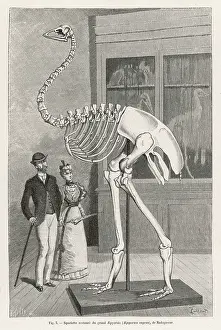 Aepyornis: Aepyornis Skeleton - Moa