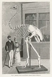 Aepyornis: Aepyornis Skeleton - Moa