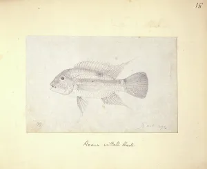 Ray Finned: Aequidens pulcher (Acara vittata)