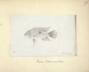 Ray Finned: Aequidens tetramerus (Acara tetramerus)