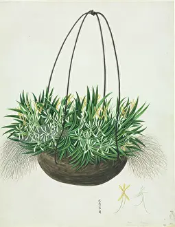 Terrarium: Aerangis sp