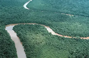 Brunei: Aerial view of riverine forest