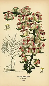 Cypripedium: Aerides lawrenceae orchid. Endangered