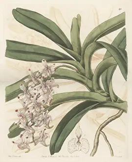 John Lindley: Aerides odorata orchid, endangered