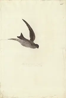Polynesian: Aerodramus leucophaeus, Polynesian swiftlet