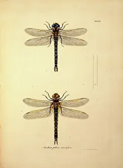Toussaint: Aeschna pilosa, dragonfiles