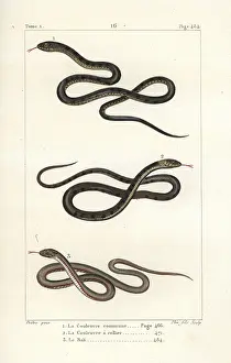 Natrix: Aesculapian snake, grass snake and pond snake