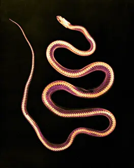 Eder: Aesculapian Snake, X-ray, 1896