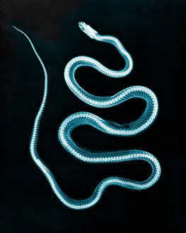 Eder: Aesculapian Snake, X-ray, 1896