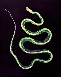 Photogravure: Aesculapian Snake, X-ray, 1896