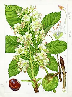 Dandy: Aesculus hippocastanum - horse chestnut