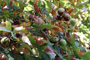 Odd Toed: Aesculus hippocastanum, horse chestnut tree