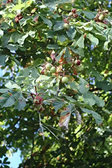 Fagaceae: Aesculus hippocastanum, horse chestnut tree