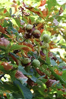 Fagaceae: Aesculus hippocastanum, horse chestnut tree