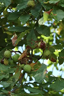 Fagaceae: Aesculus hippocastanum, horse chestnut tree