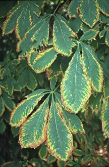 Fagaceae: Aesculus hippocastanum, horse chestnut tree