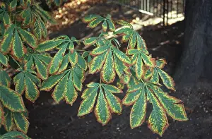 Fagaceae: Aesculus hippocastanum, horse chestnut tree