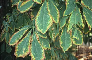 Fagaceae: Aesculus hippocastanum, horse chestnut tree
