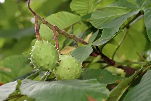 Fagaceae: Aesculus hippocastanum, horse chestnut tree