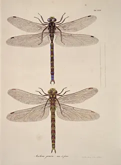 Toussaint: Aeshna sp. dragonflies