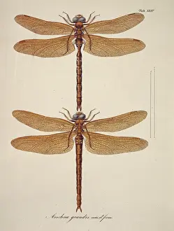 Toussaint: Aeshna sp. dragonflies