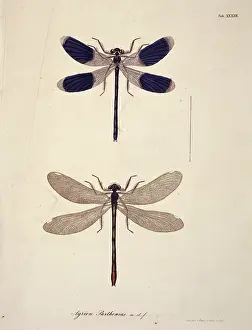 Toussaint: Aeshna sp. dragonflies