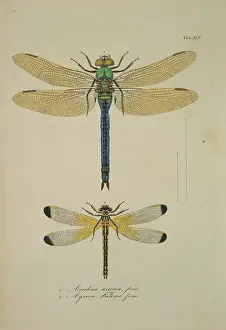 Toussaint: Aeshna sp. dragonflies