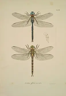 Toussaint: Aeshna sp. dragonflies