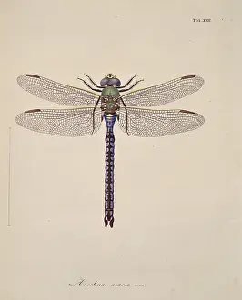 Toussaint: Aeshna sp. dragonflies