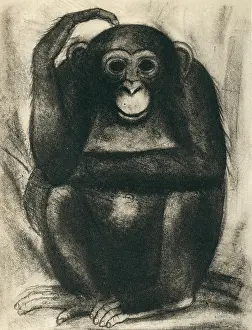 Mateo: Aesop's Fables Chimp