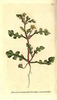 Succulent: Aethephyllum pinnatifidum